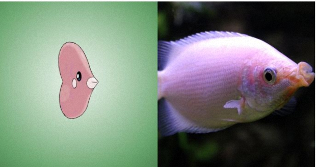  Luvdisc is based on the kissing gourami