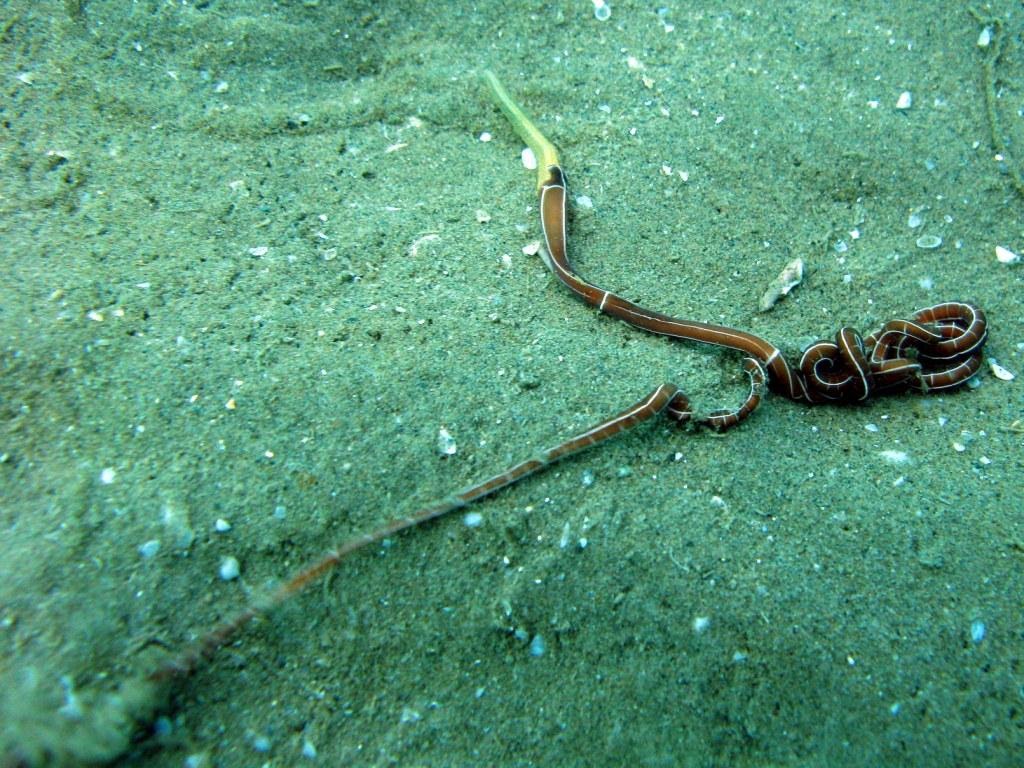 Taxonomía invertebrados no artrópodos: Phylum Nematoda, Nemertea ...