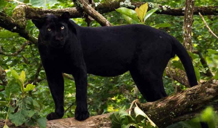 6 Misteri dan Mitos Gunung Ungaran yang Mengerikan Misteri, Fakta dan