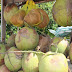 Dừa sáp hơn 200.000 đồng một trái vẫn cháy hàng