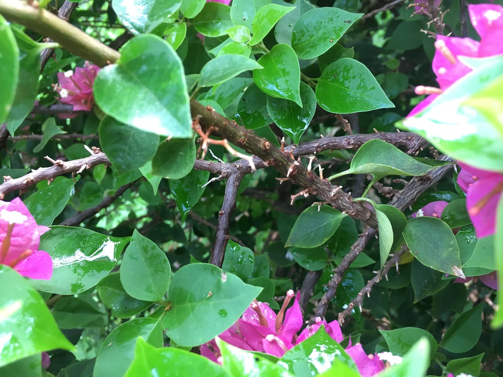Bougainvillea spectabilis 'Hawaiian Torch' (Bougainvillea)