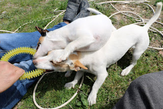 Sisters fighting over a toy Sisters fighting over a toy