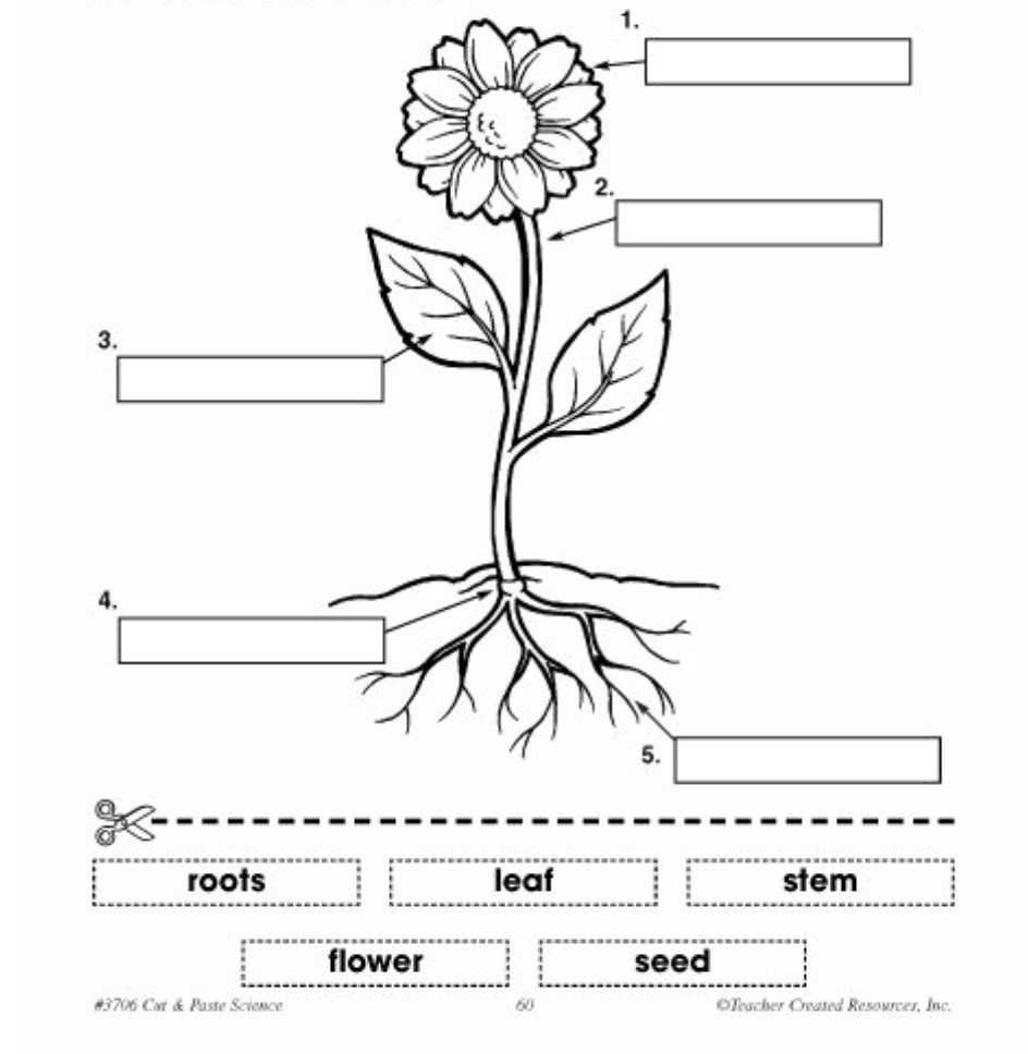 1º ESO NATURAL SCIENCES PLANTS I plant and flower structure