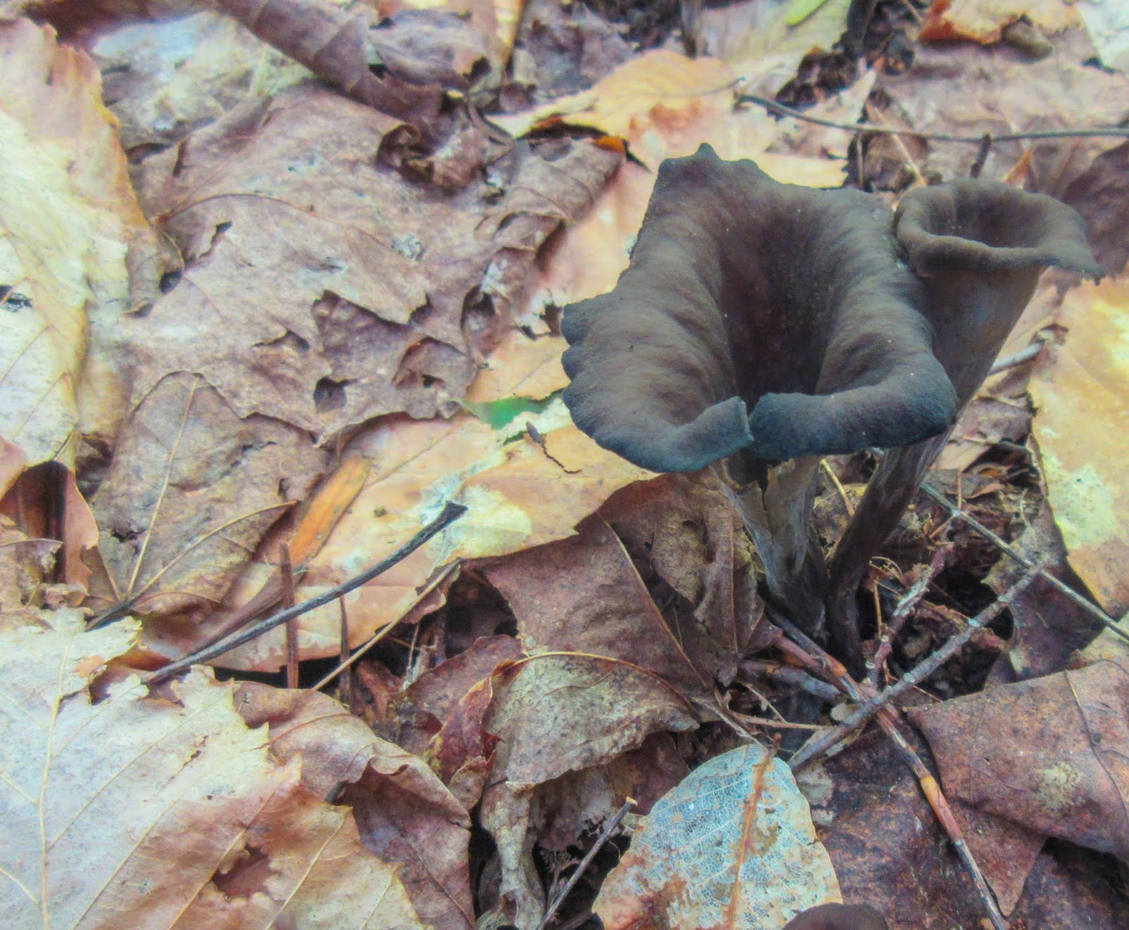 Cannundrums Chanterelle, Black Chanterelle and Lobster Mushrooms