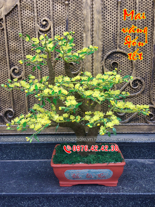 Gốc bonsai cây hoa mai ở Tây Hồ Goc bonsai cay hoa mai o Tay Ho