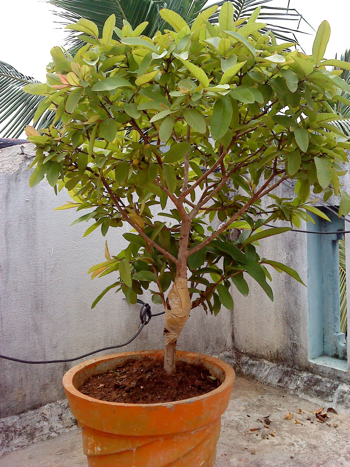 Indian Bonsai The twin brothers Guava tree update