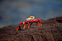 Sally Lightfoot Crab at Isla Lobos, San Cristobal, Galapagos