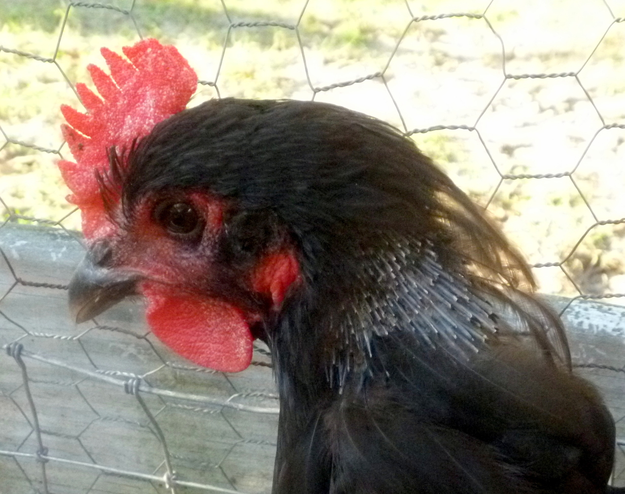 Why are my Chickens Losing Their Feathers? Fresh Eggs Daily®