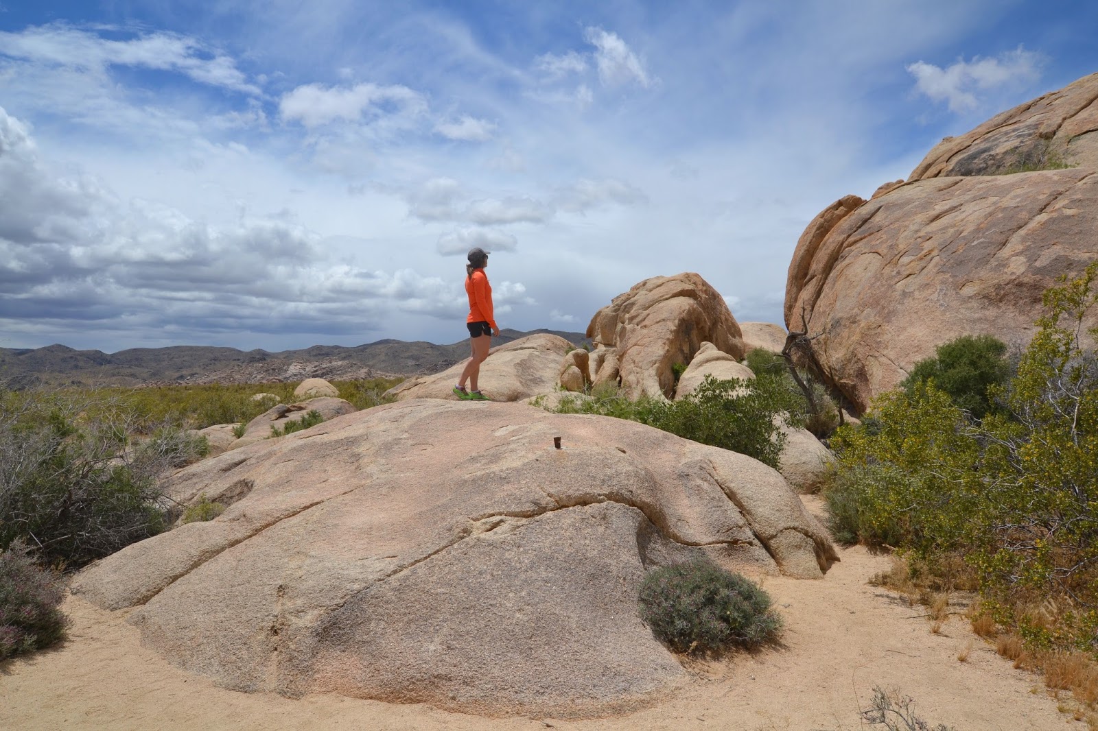 Where Are Dogs Allowed In Joshua Tree