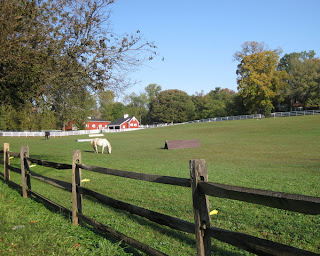 Horses grazing in a Maryland pasture.