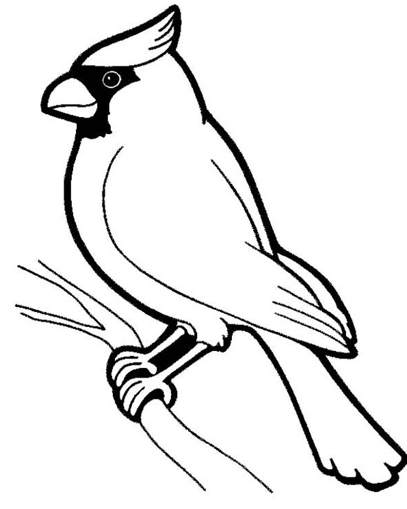 Sketsa Gambar Burung Hantu,Merak,Garuda,Elang | gambarcoloring