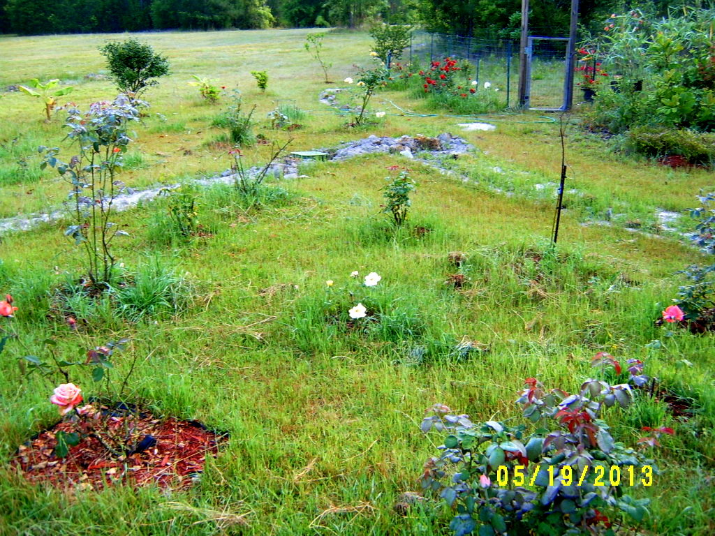 Alabama Rose and Flower Garden from a NonGreen Thumb Why doesn't my