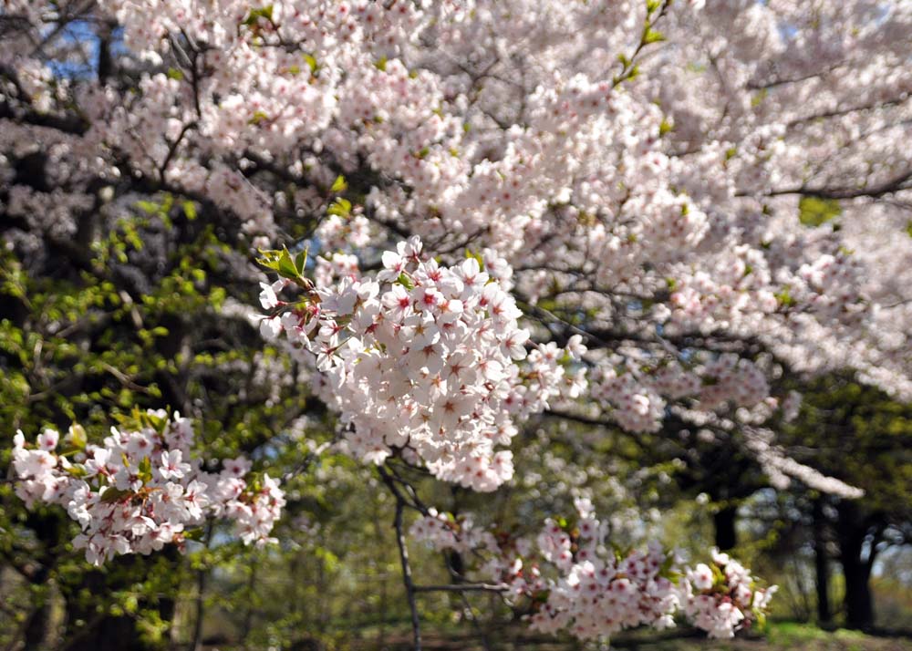 Toronto Grand Prix Tourist A Toronto Blog Cherry Blossoms 2014 A