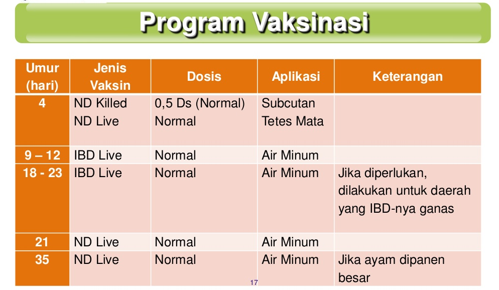 Mengenal Macam Dan Jenis Vaksin Untuk Ayam Kampung Dan Cara Menggunakannya Gemar Ternak Dan Kicau Burung