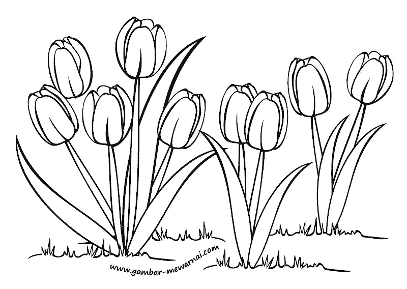 Mewarnai Bunga Tulip - Contoh Gambar Mewarnai