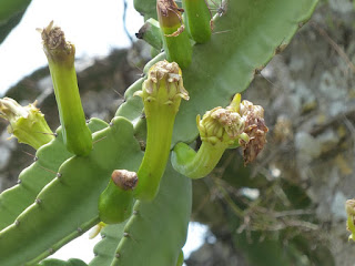 Dendrocereus nudiflorus Dendrocereus nudiflorus