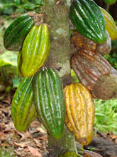 Cacao