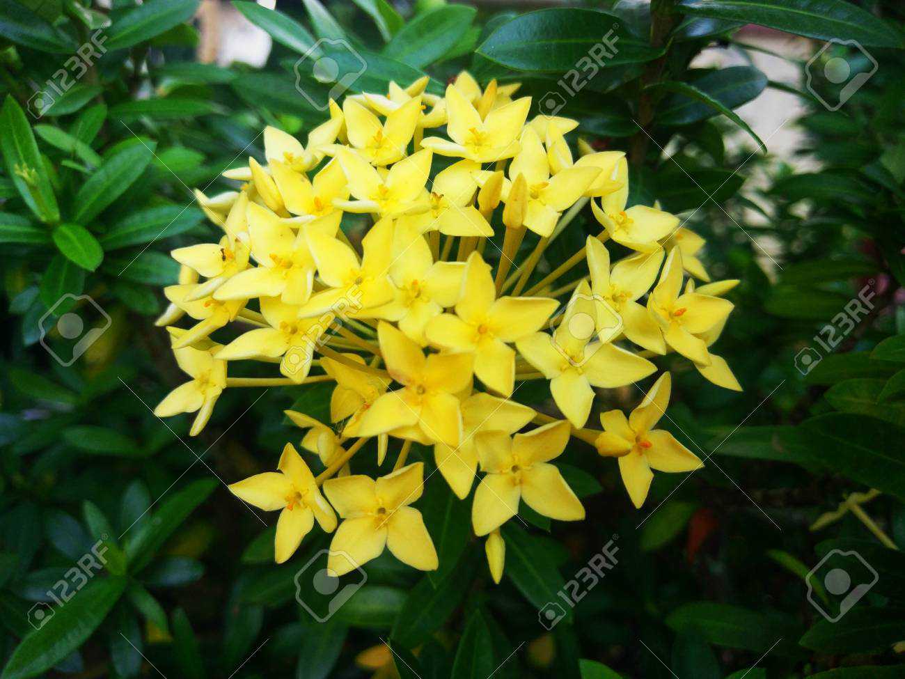 15 Tanaman Hias Bunga Kuning - TUKANG TAMAN SURABAYA