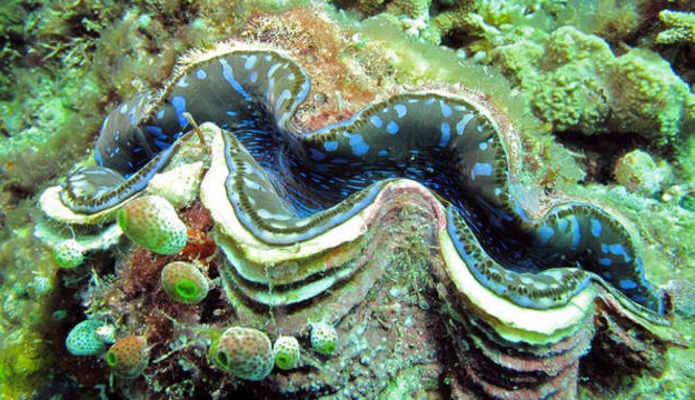 Giant Clams in Coral Reefs of the Indian Ocean | Side Green