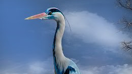 TIPU MUSLIHAT BANGAU #tipu #bangau