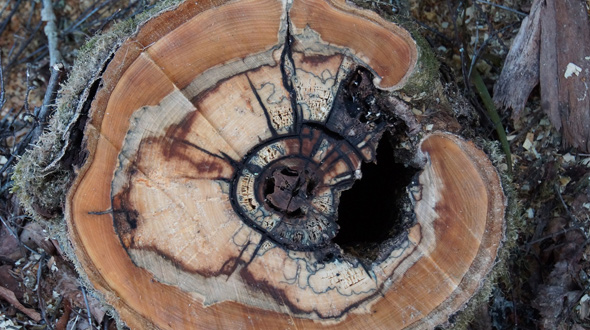 Tree dying from heart rot disease in Marietta Ga