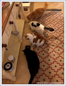 Tuna Time with Parsley, Smooch, Amber and Fudge @BionicBasil four cats having tuna in springwater