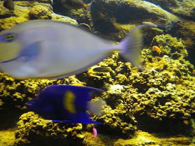 Aquarium - prin fauna Mediteranei (Creta 2010)