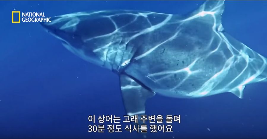 향유고래 시체가 불러온 바다의 거인