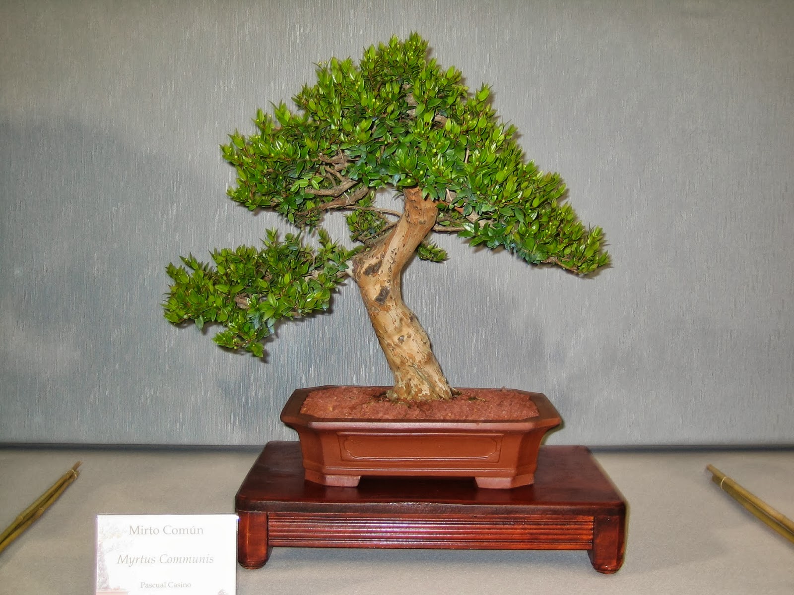 Asociacion Valenciana de Bonsai 2008 II Exposicion Bonsai Paterna