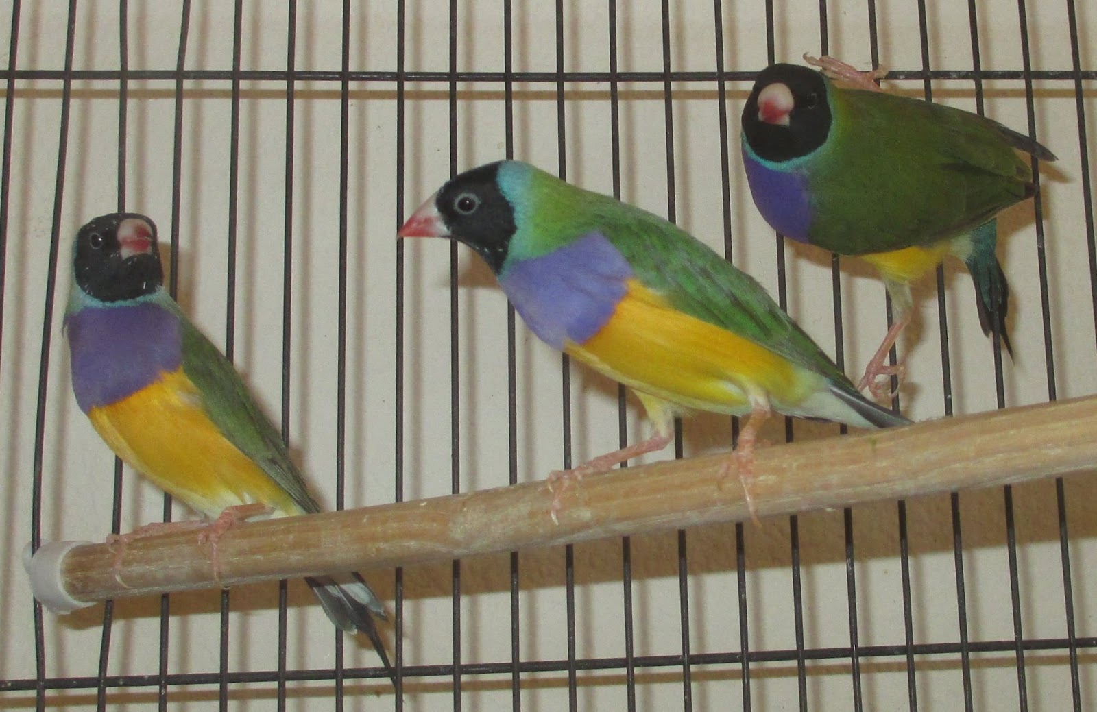 The Splendid Bourke Bird Blog Lady Gouldian Finches For Sale (Update, these are sold)