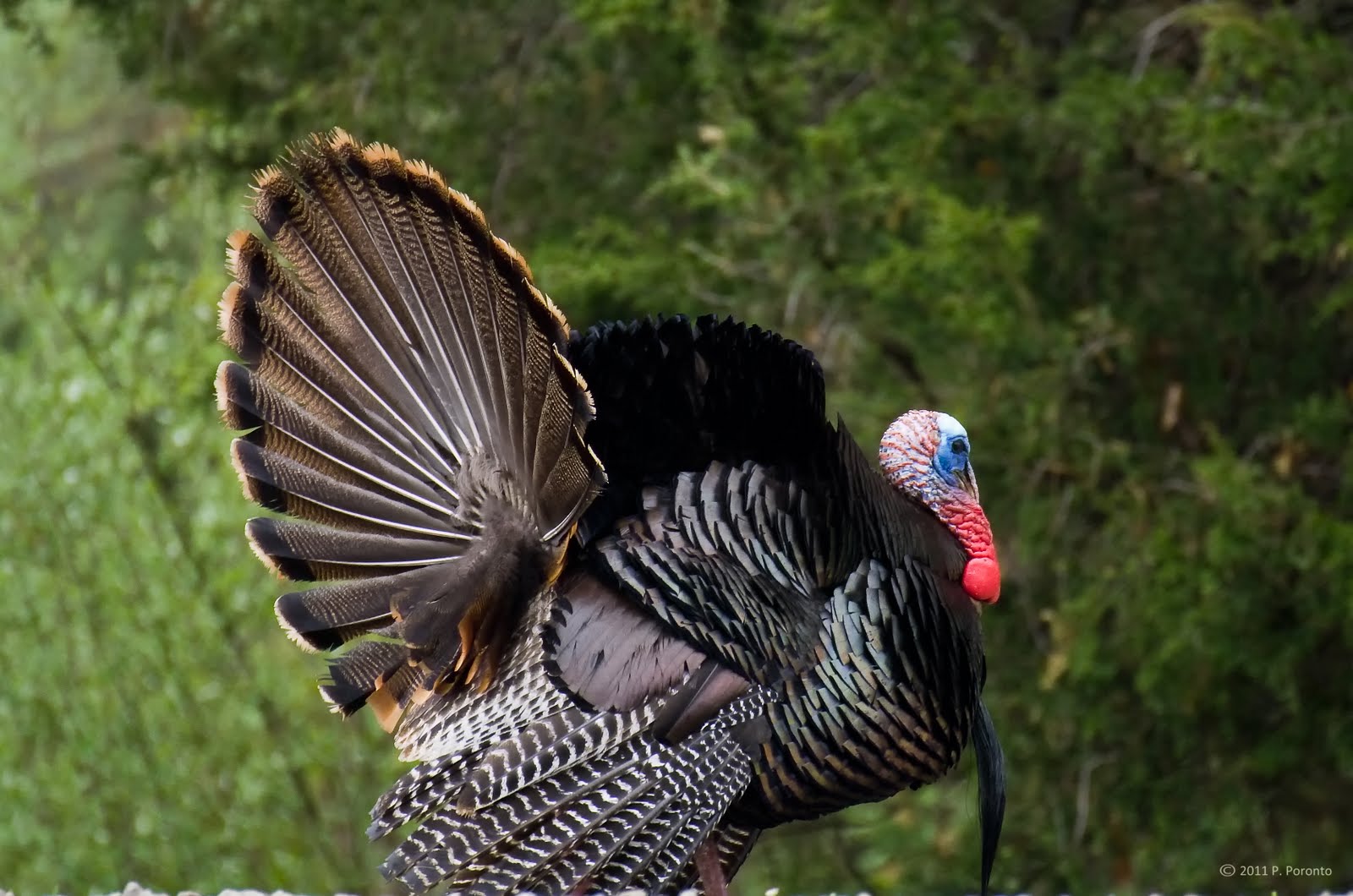 Poronto's Birding Macomb Twp and Beyond: Stoney Creek - Pileated