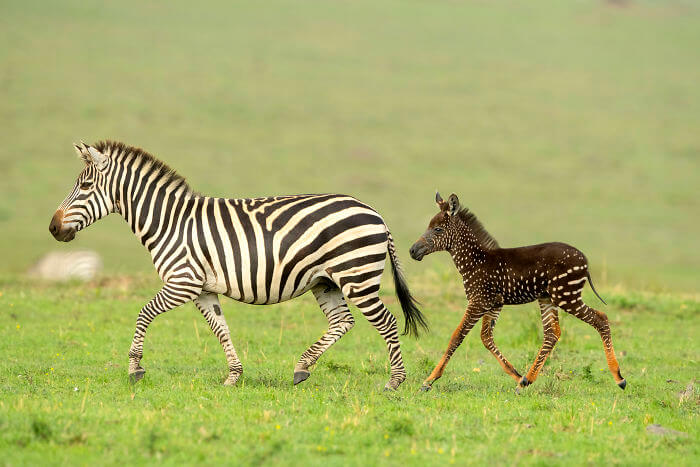 Rare Baby Zebra Was Born With Spots Instead Of Stripes, And It Stole Our Hearts