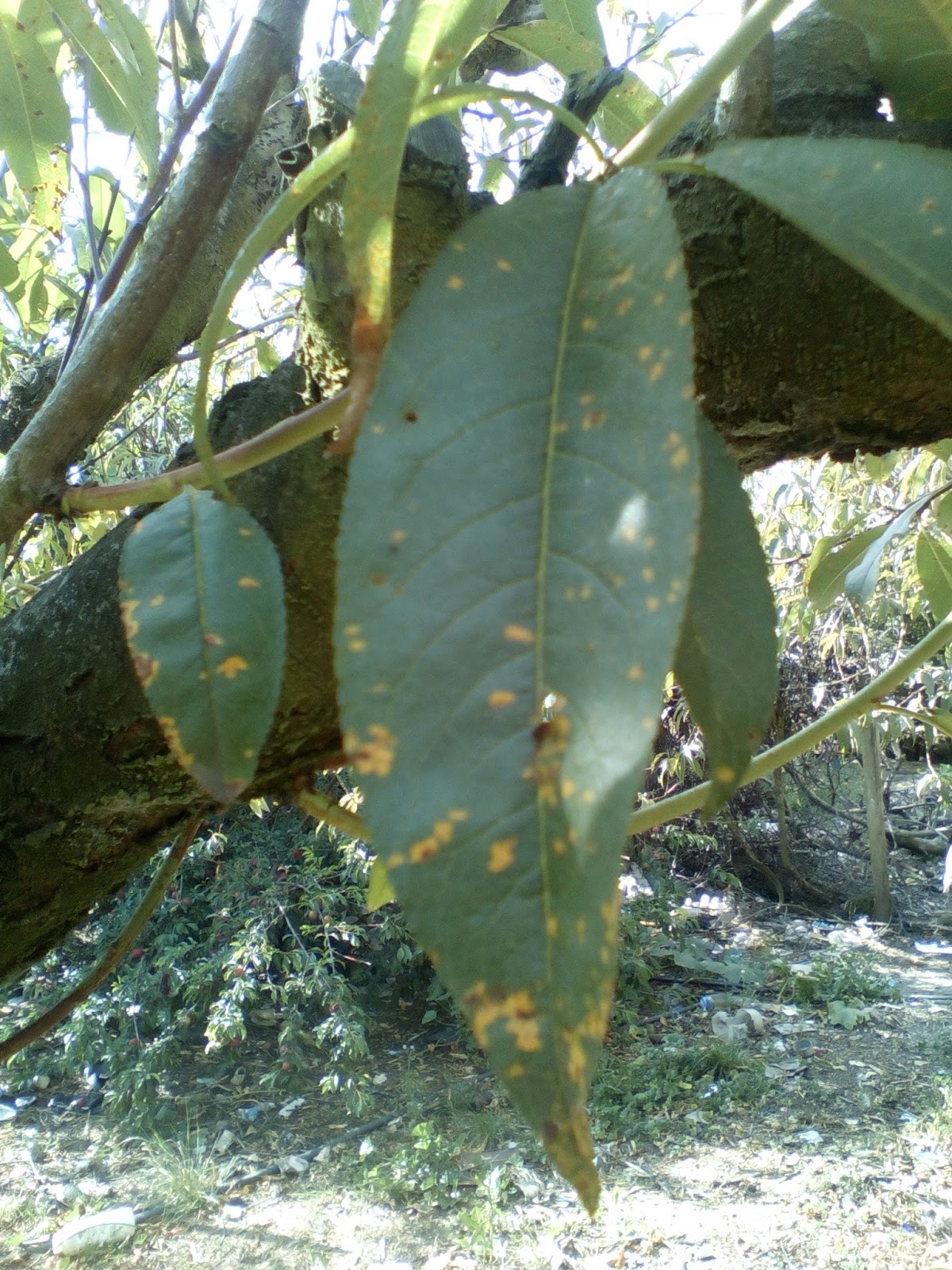 Cultivando Duraznos ROYA O CHAMUZCA DEL DURAZNO