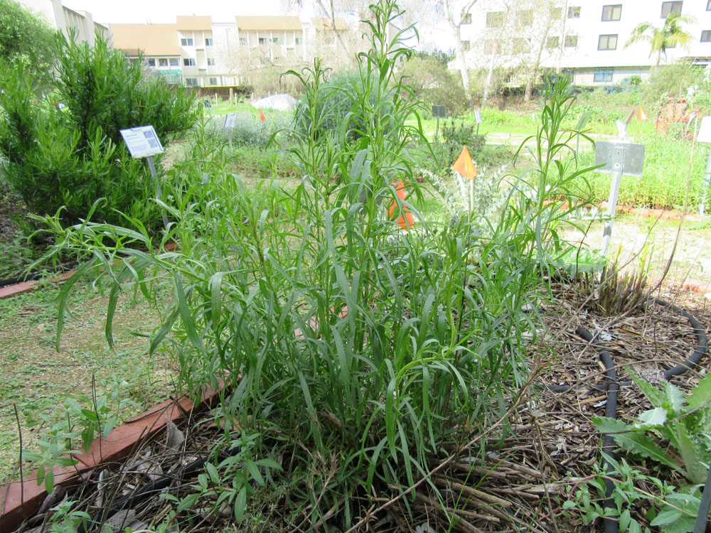 Mother Nature's Backyard A Waterwise Garden California Gourmet
