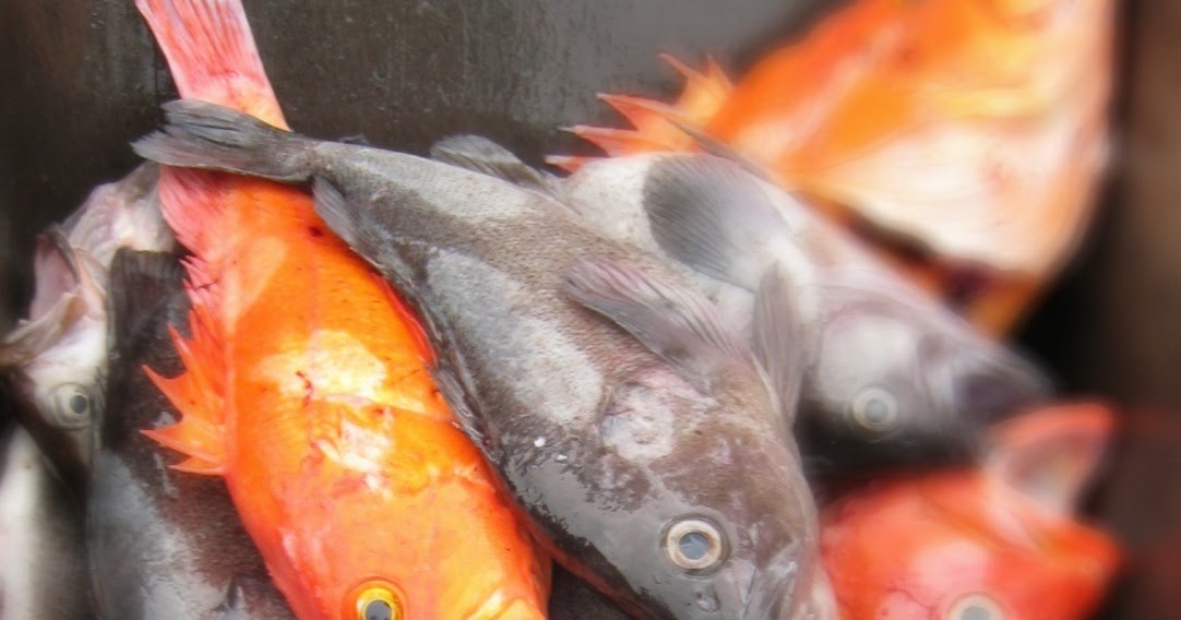 What Does Alaskan Rockfish Taste Like