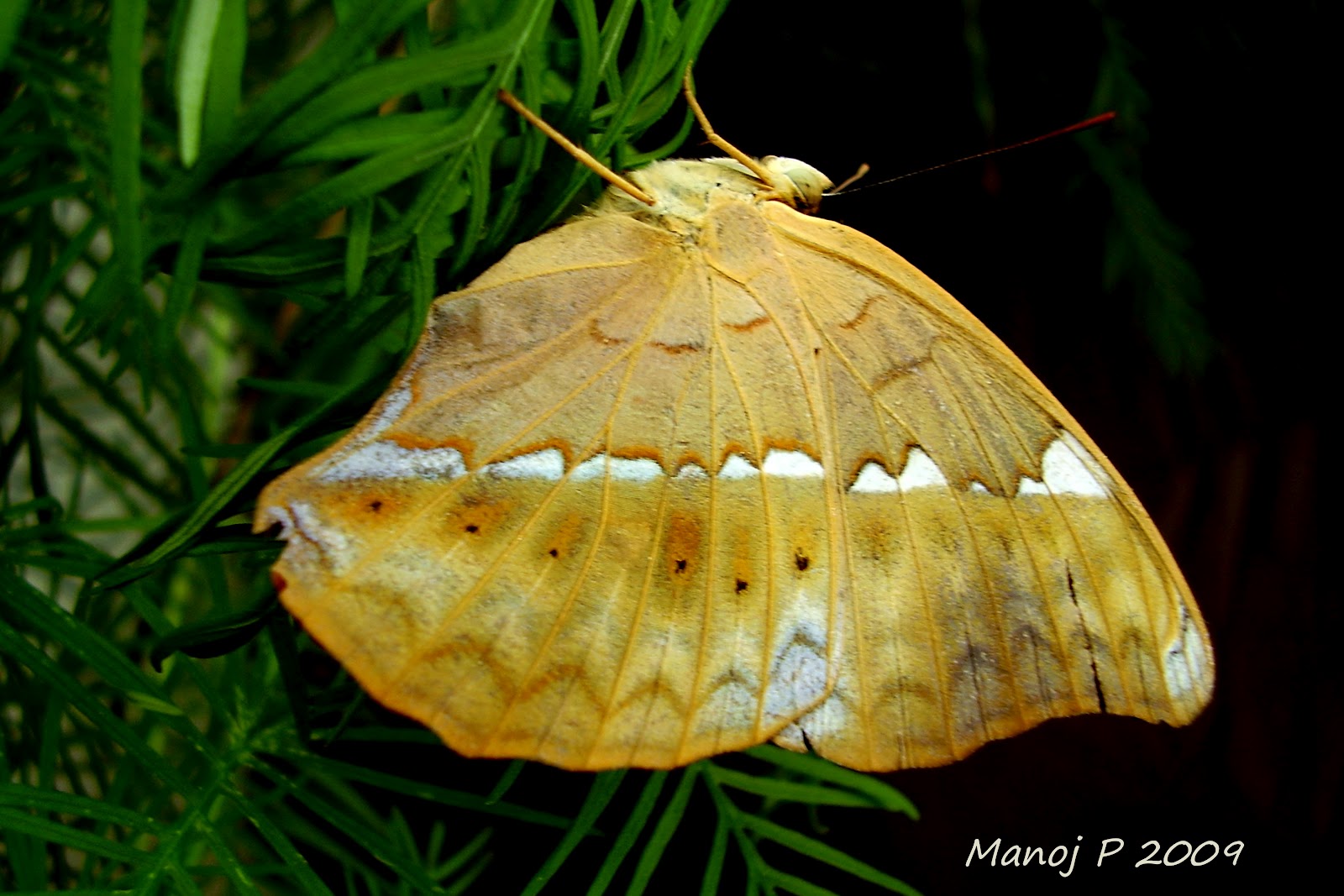 My Butterfly Garden Tamil Yeoman