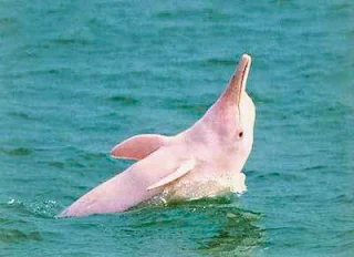 leyenda delfin rosado