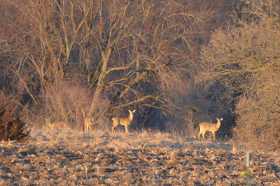 deer (Cell photo by Trisha)