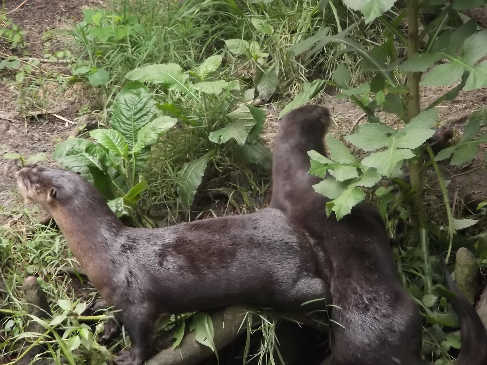The Natural World: The Fauna of South Carolina: Cetaceans, Foxes and Otters
