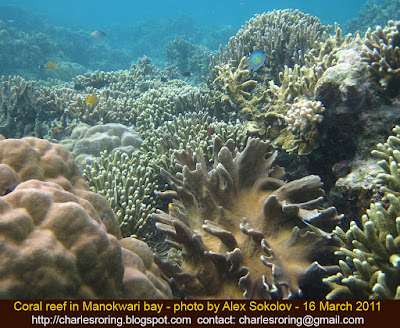 Snorkeling in Manokwari Coral reef in Dore bay of Manokwari