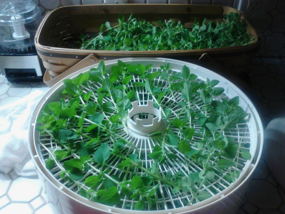 The Traditional Wife Dehydrating Oregano