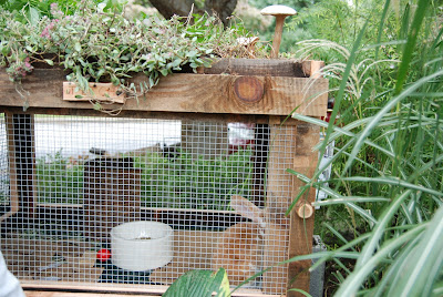 tend: rabbit friends