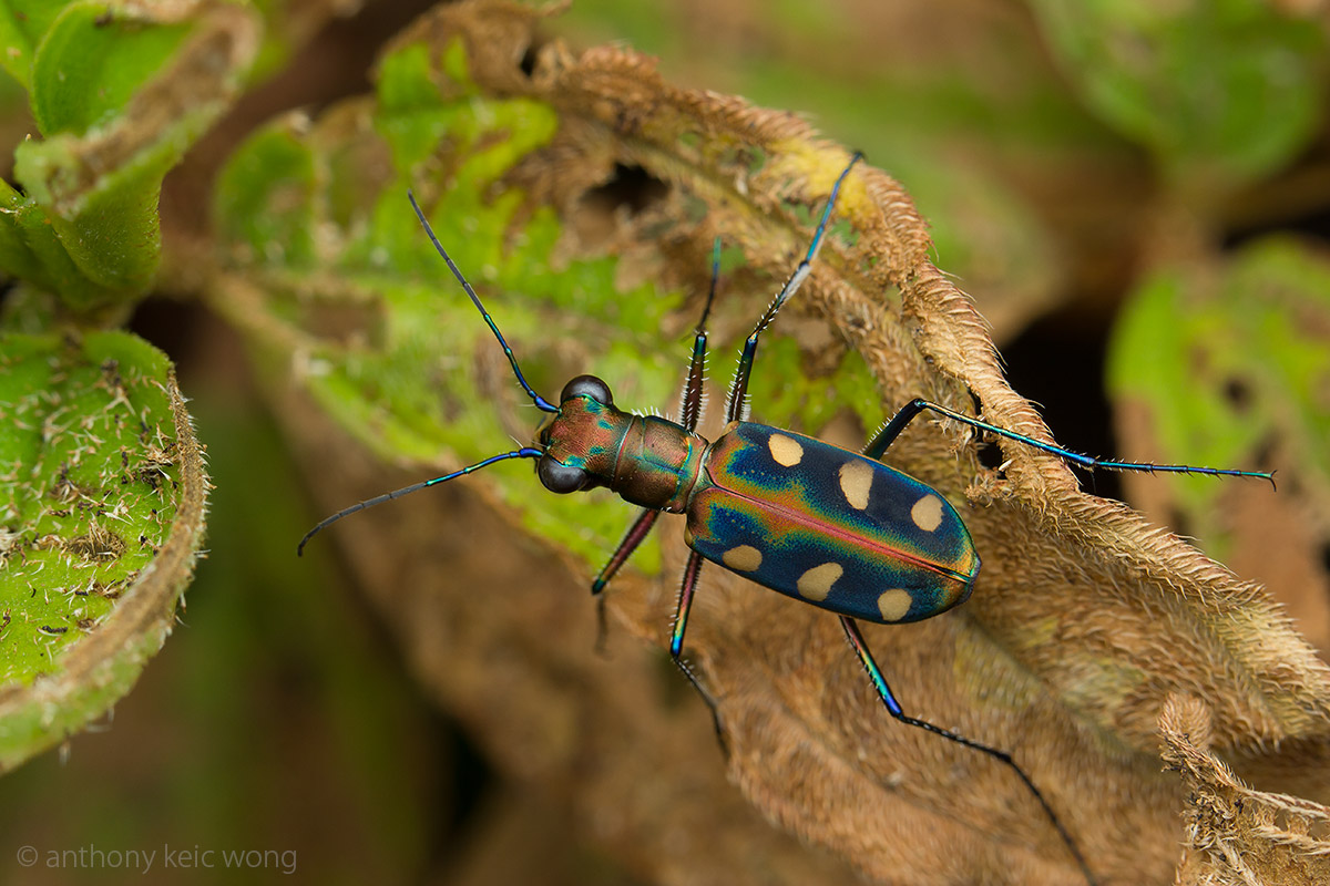 Macro Photography Tiger beetles