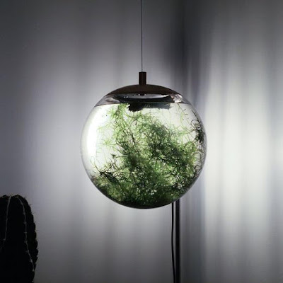 Must Have Terrariums For Your Home Globe Aquatic Terrarium