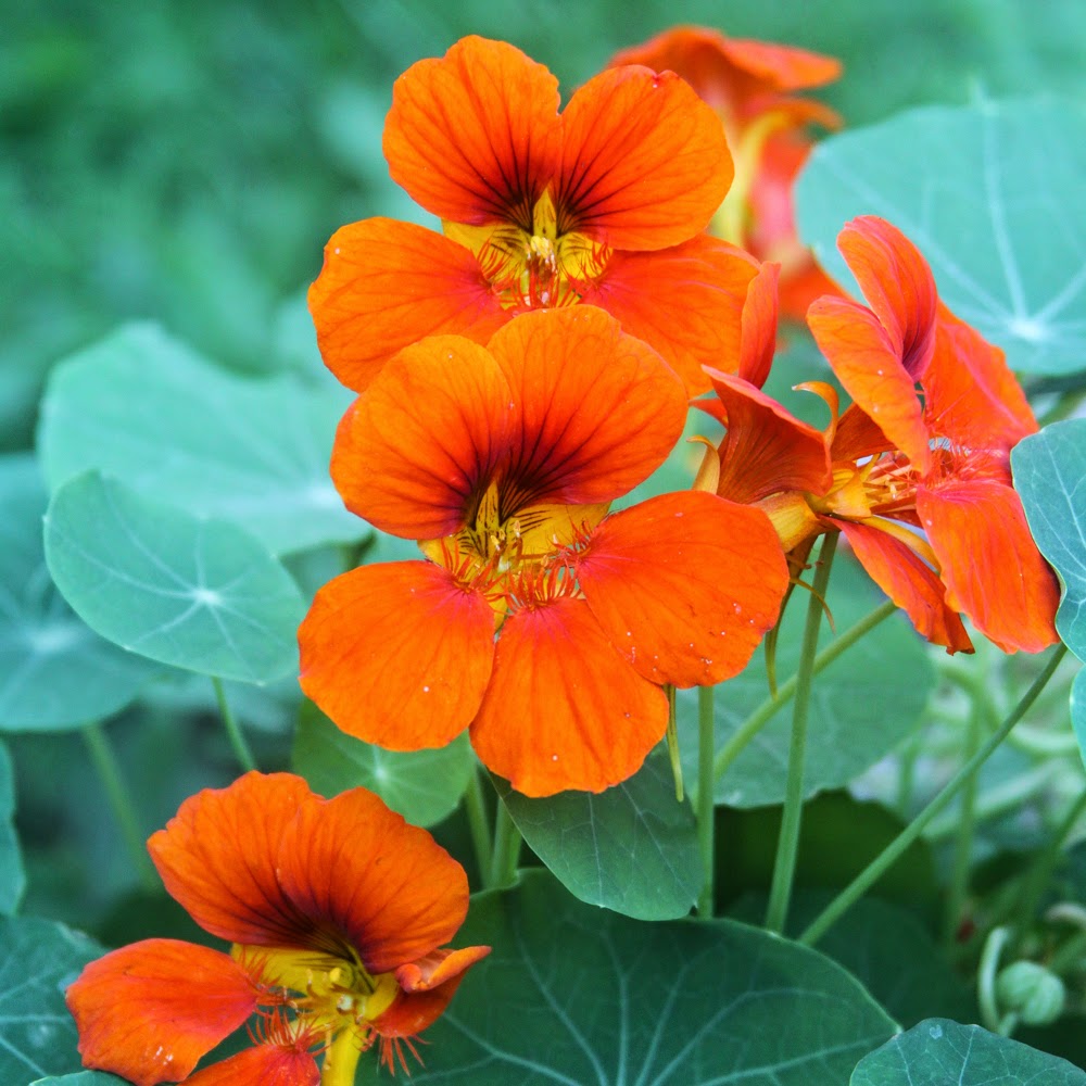 The Language of Flowers What Your Garden Means