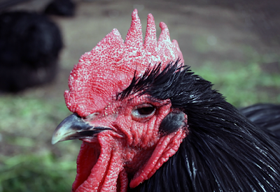 Rooster (not looking impressed) by Jenny Campbell on flickr (CC-by-2.0)