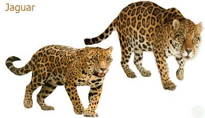 jaguar 