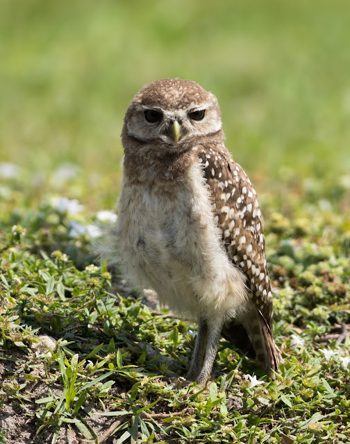 Baby Burrowing Owl - Brian Piccolo Sports Park, Florida Baby Burrowing Owl - Brian Piccolo Sports Park, Florida