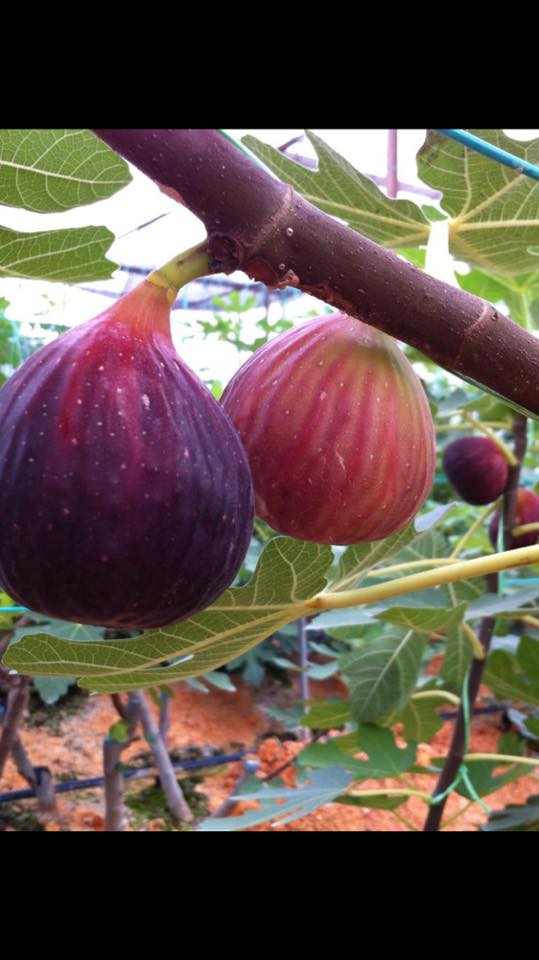 Figs Photo Collection Around the World Texas Blue Giant Figs