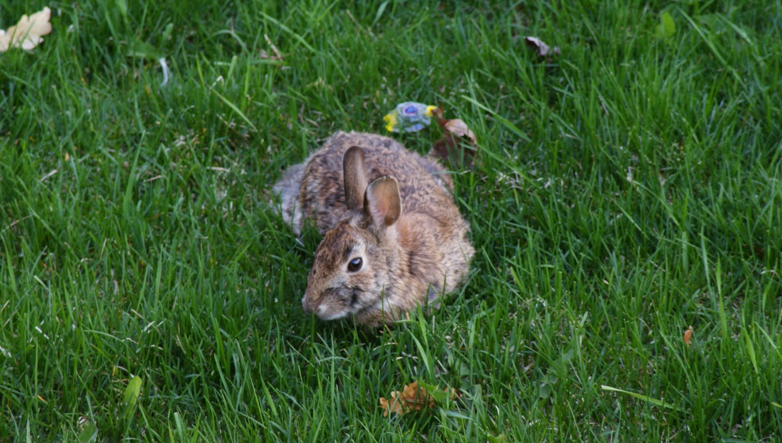 PICS: LUNCH TIME LAZY RABBIT